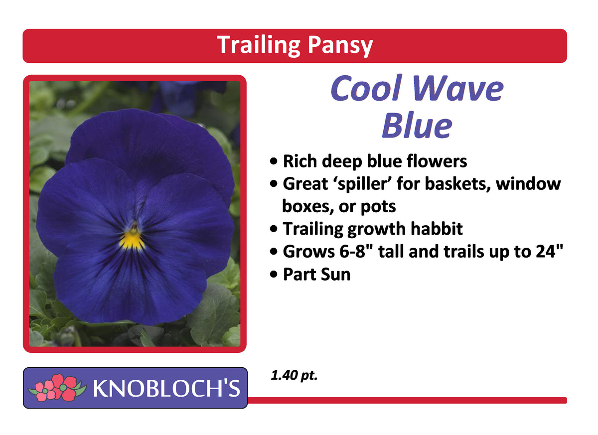 Pansy Trailing Cool Wave Blue Knoblochs Greenhouse