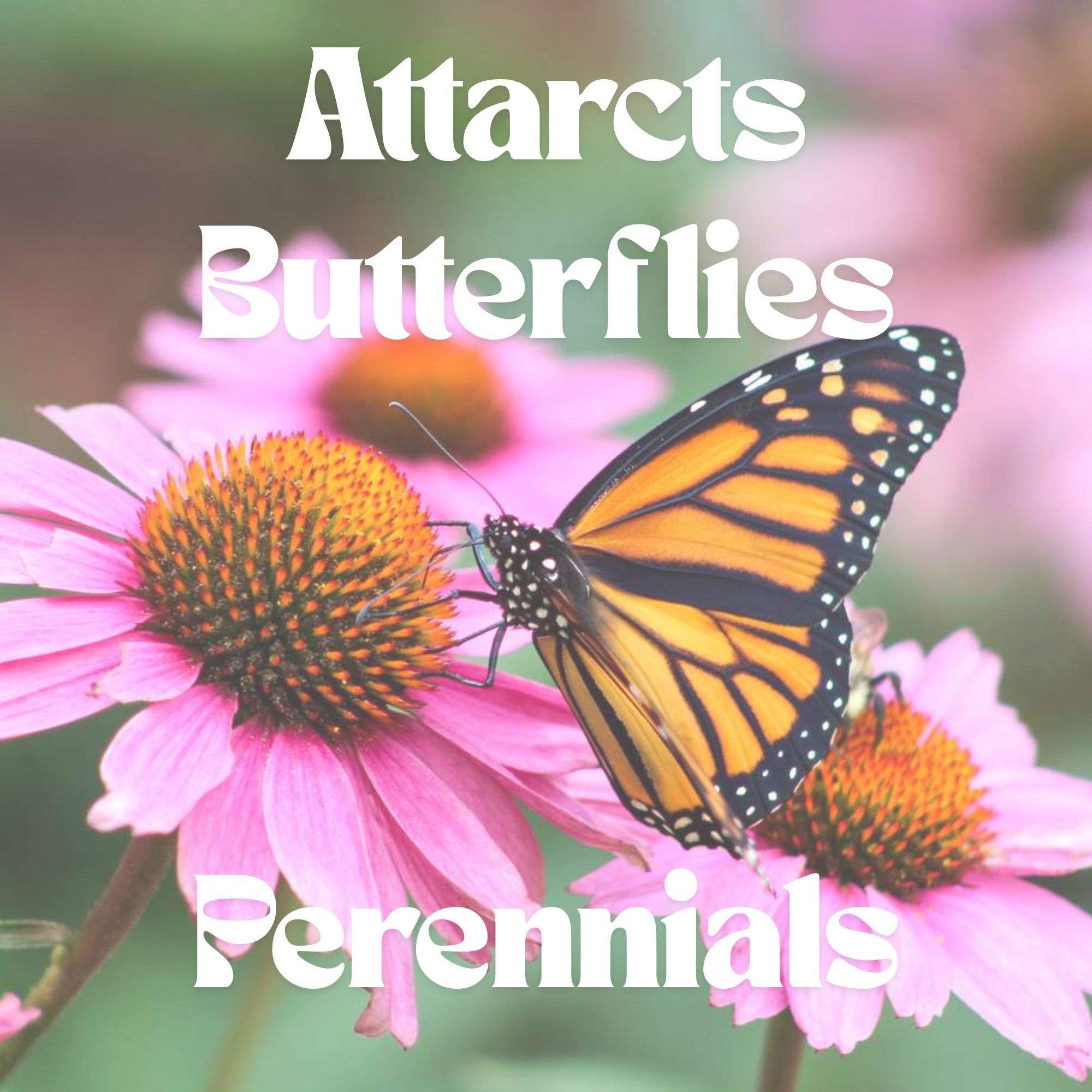 Attracts Butterflies - Perennials