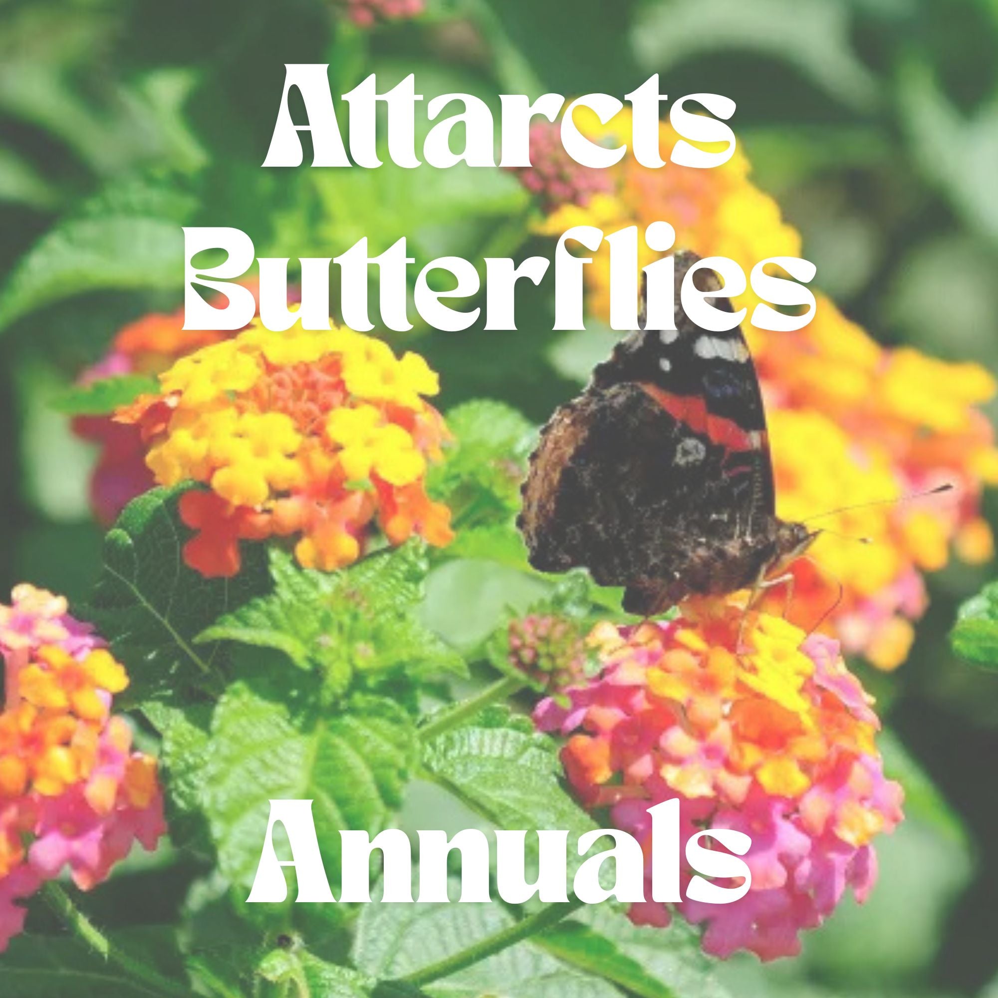 Attracts Butterflies - Annuals