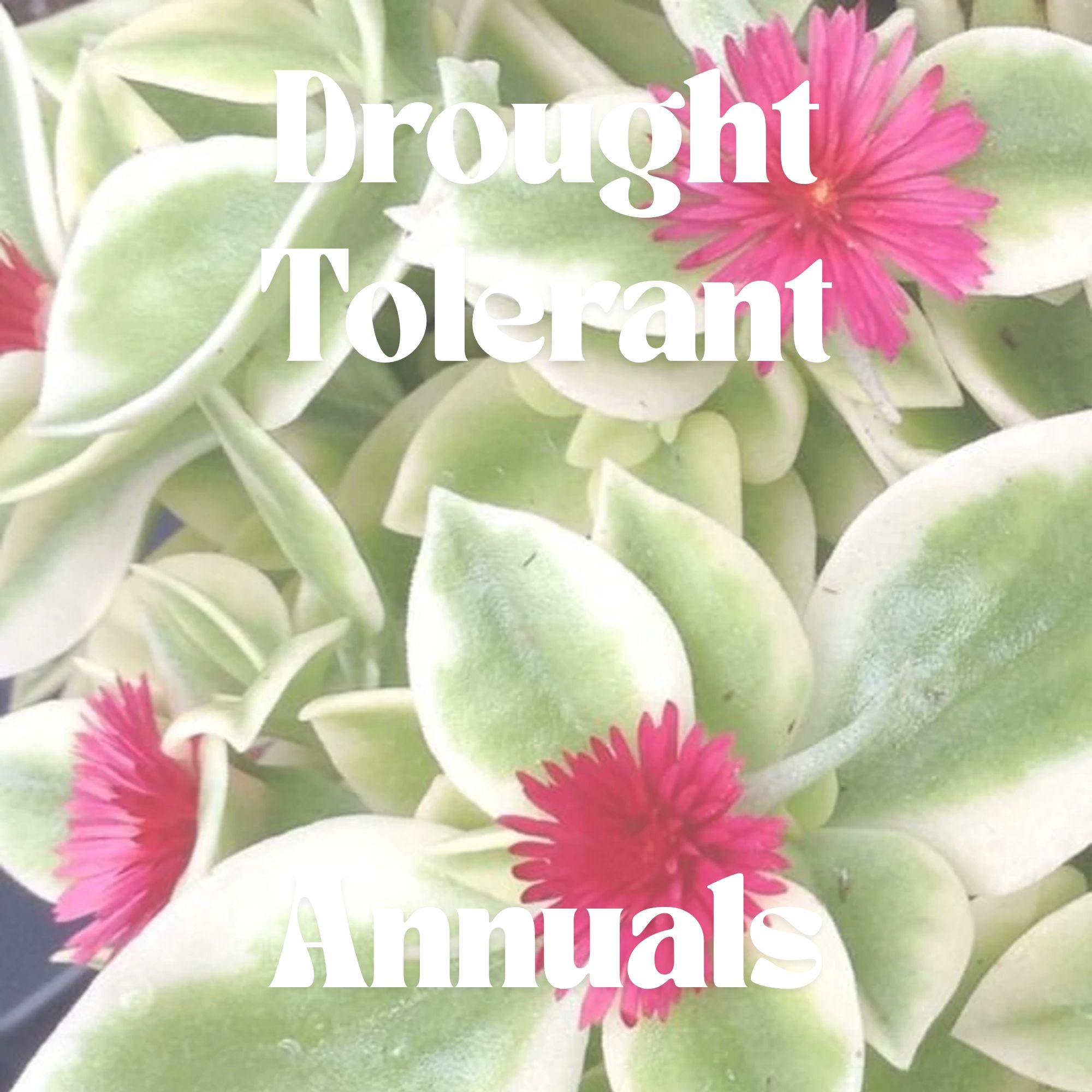 Drought Tolerant - Annuals
