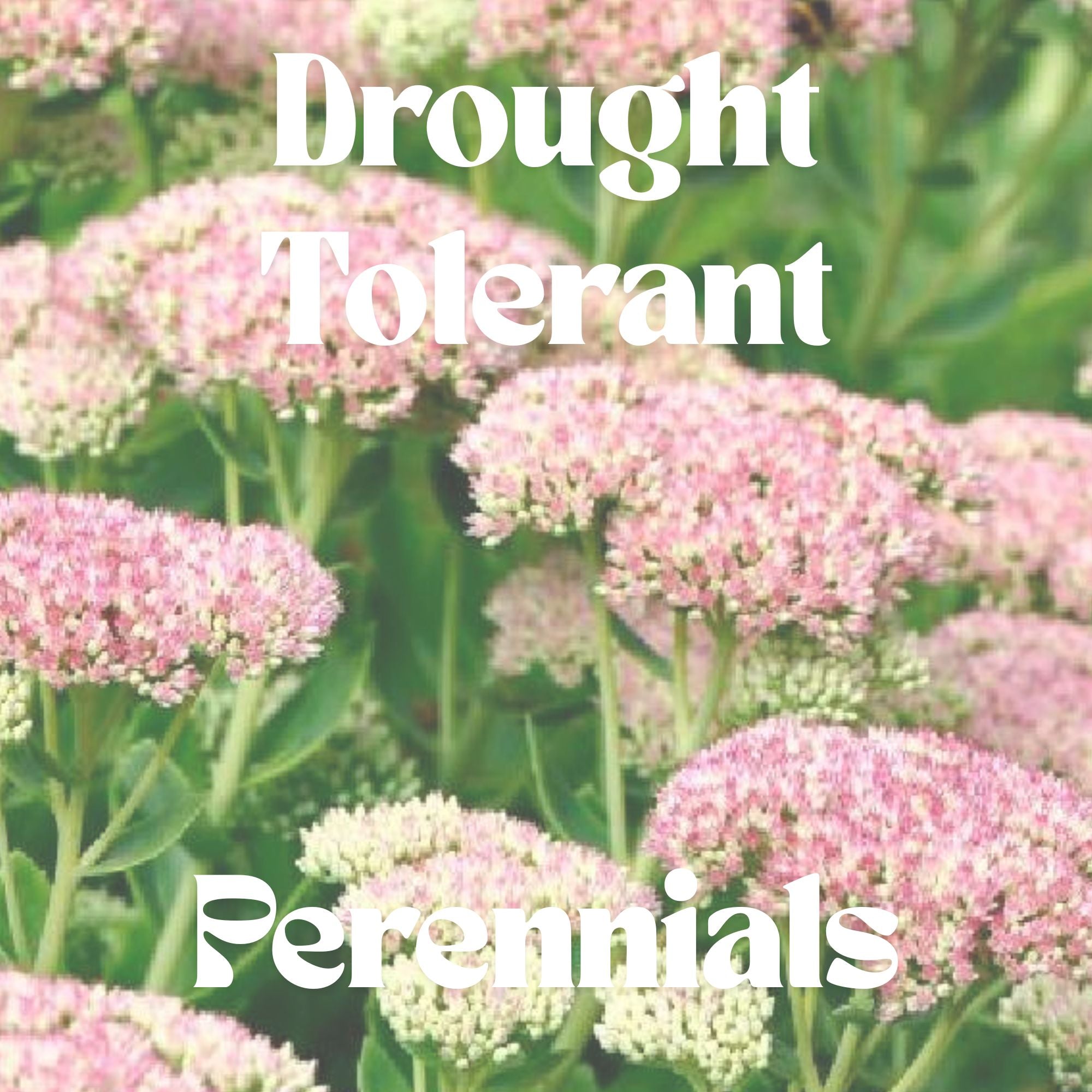 Drought Tolerant - Perennials