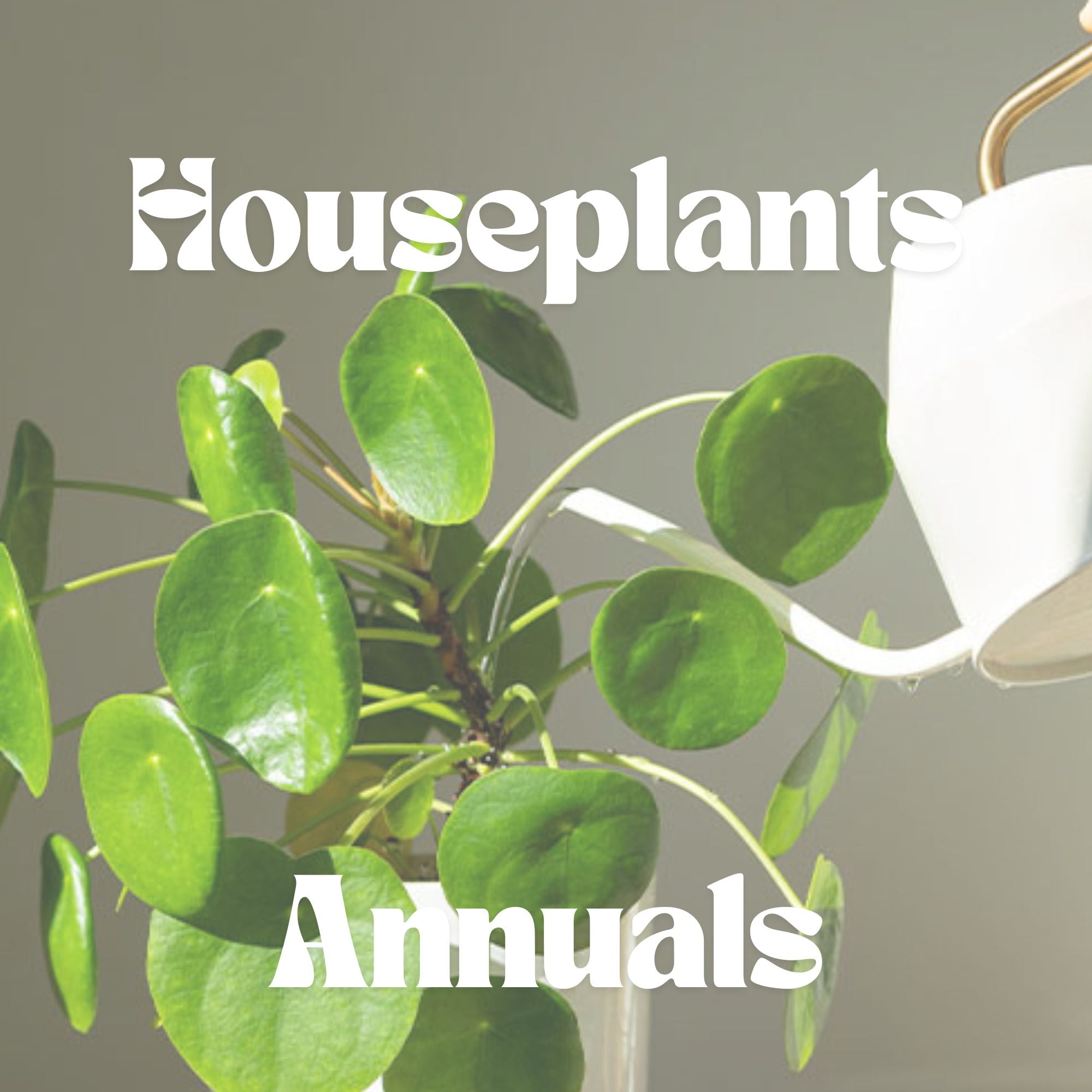 Houseplants