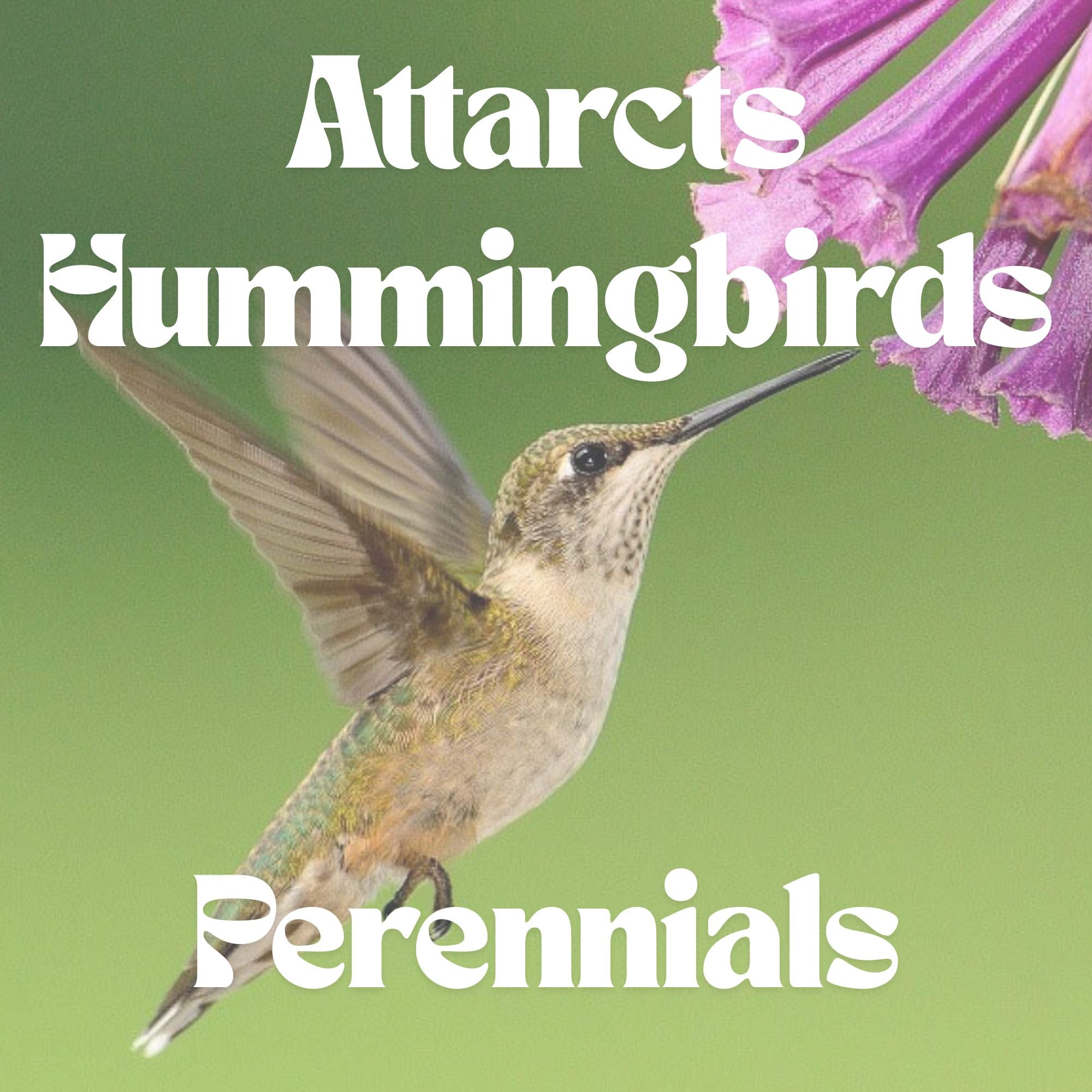 Attracts Hummingbirds - Perennials