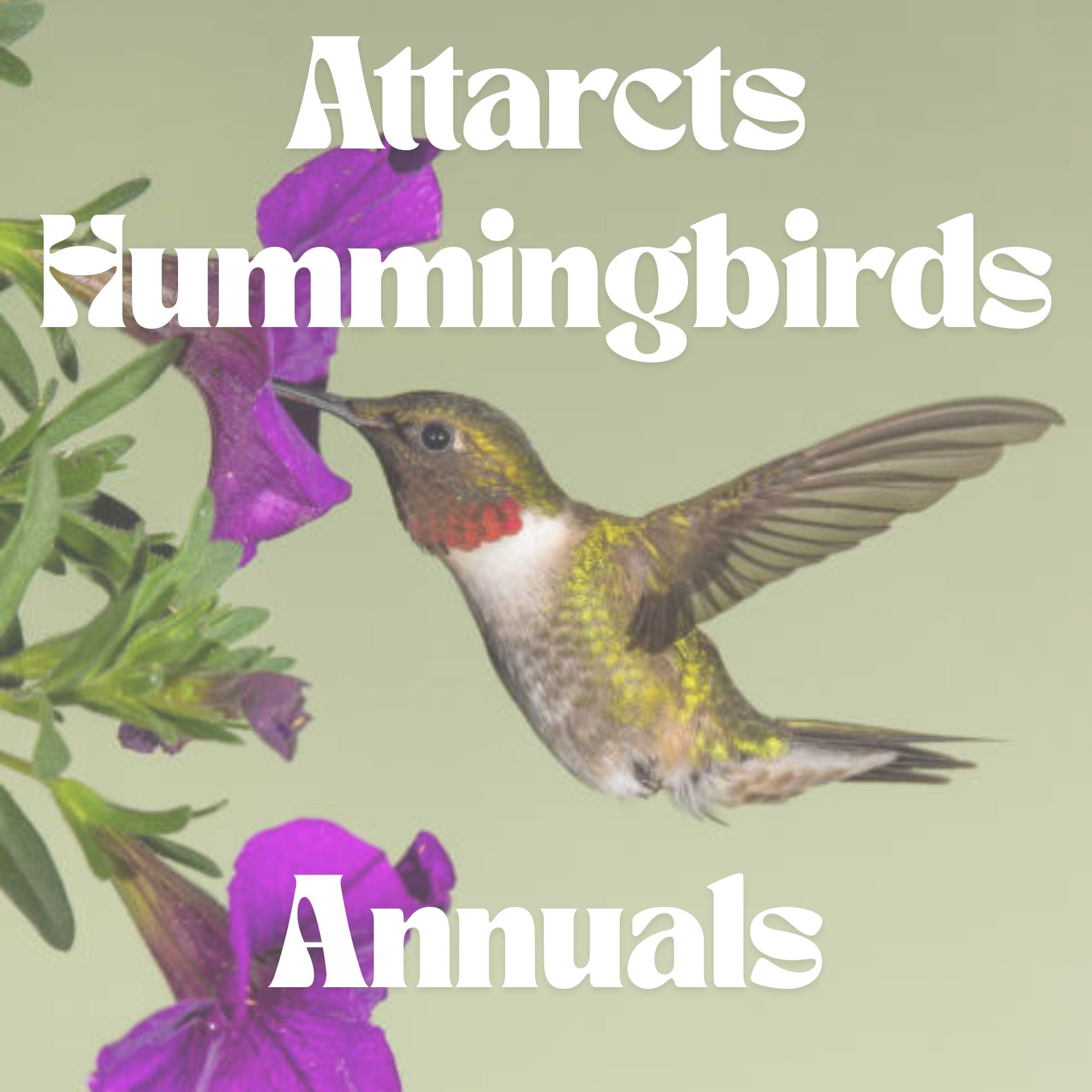 Attracts Hummingbirds - Annuals