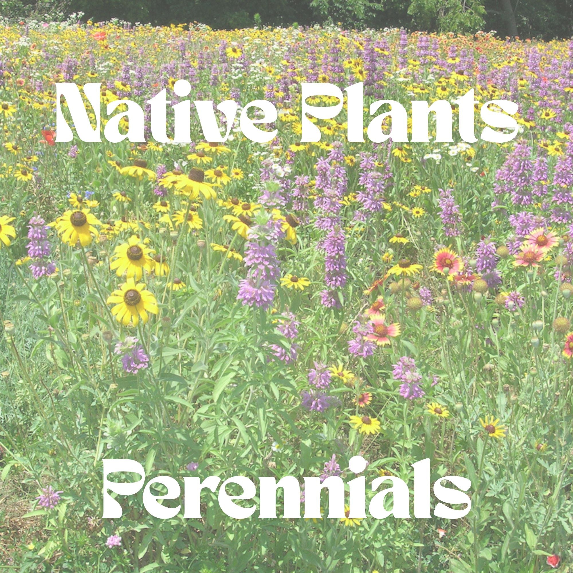 Native Plants