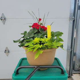 Geranium - 13.5" Wide x 10" Tall Tan Plastic Pot - 0