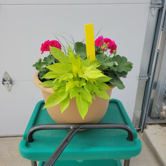 Geranium - 13.5" Wide x 10" Tall Tan Plastic Pot