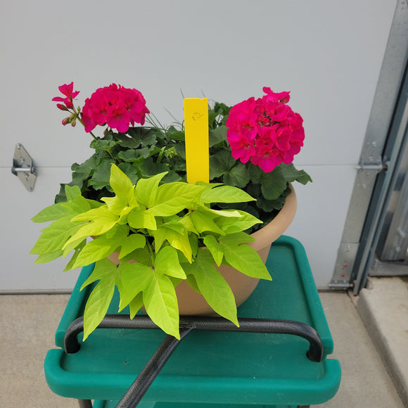 Geranium - 13.5" Wide x 10" Tall Tan Plastic Pot