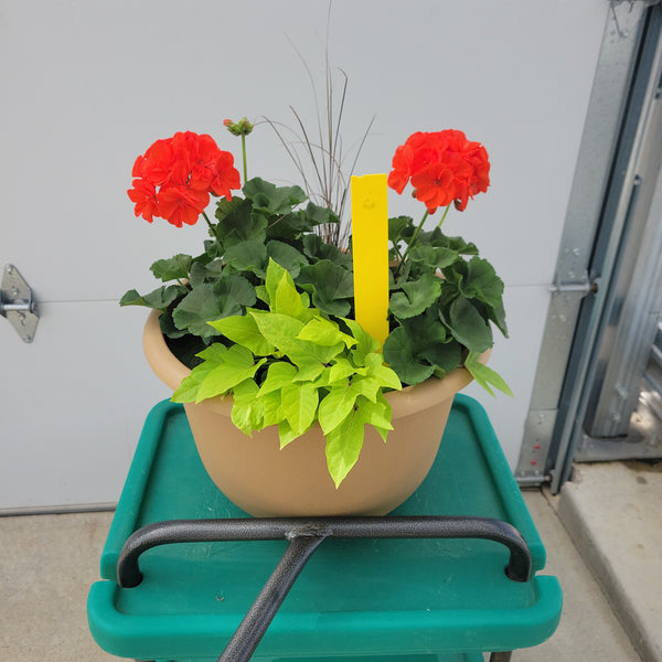 Geranium - 13.5" Wide x 10" Tall Tan Plastic Pot