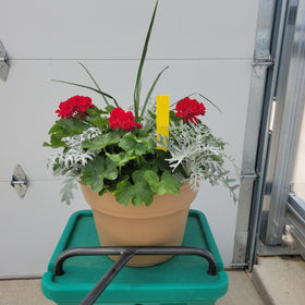 Geranium - 14" Wide x 11" Tall Tan Plastic Pot