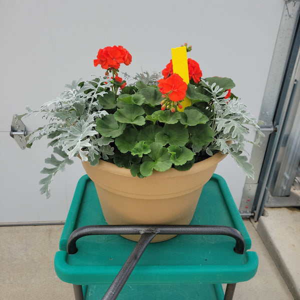 Geranium - 14" Wide x 11" Tall Tan Plastic Pot