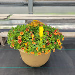 Trailing Mini Petunia - 16" Wide x 12" Tall Tan Plastic Pot