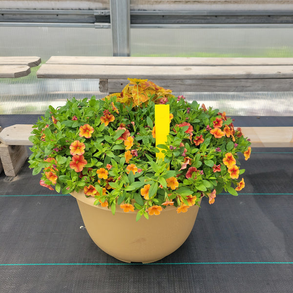Trailing Mini Petunia - 16" Wide x 12" Tall Tan Plastic Pot