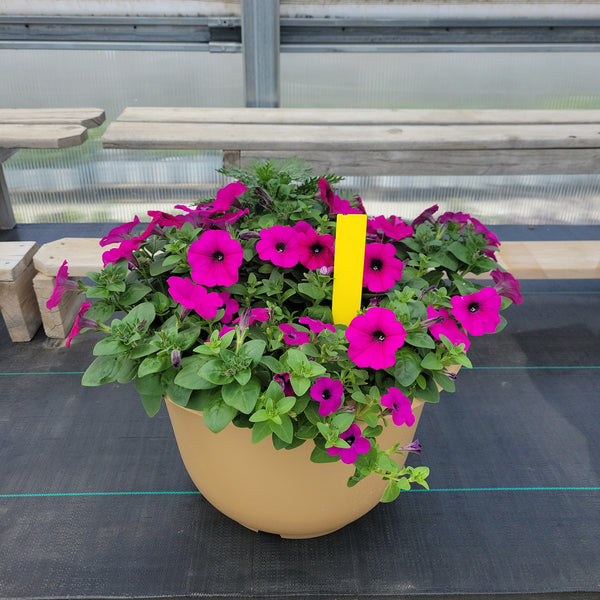 Trailing Mini Petunia - 16" Wide x 12" Tall Tan Plastic Pot