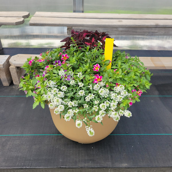 Trailing Mini Petunia - 16" Wide x 12" Tall Tan Plastic Pot
