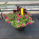 Trailing Mini Petunia – 12" Wide x 10" Tall Gold Wash Plastic Pot-1