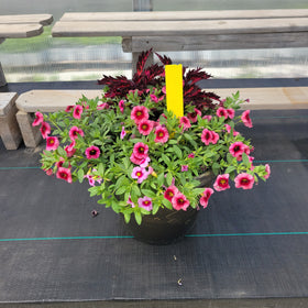 Trailing Mini Petunia – 12" Wide x 10" Tall Gold Wash Plastic Pot