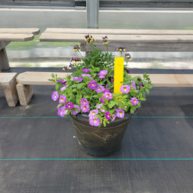 Trailing Mini Petunia – 12" Wide x 10" Tall Gold Wash Plastic Pot - 0