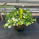 Trailing Mini Petunia – 12" Wide x 10" Tall Gold Wash Plastic Pot-3