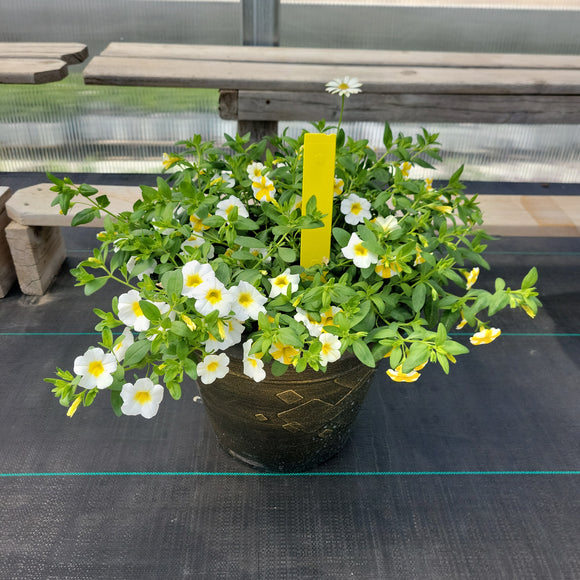 Trailing Mini Petunia – 12" Wide x 10" Tall Gold Wash Plastic Pot