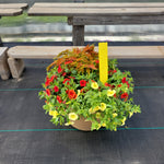 Trailing Mini Petunia – 10" Wide x 8" Tall Tan Plastic