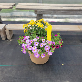 Trailing Mini Petunia – 10" Wide x 8" Tall Tan Plastic - 0