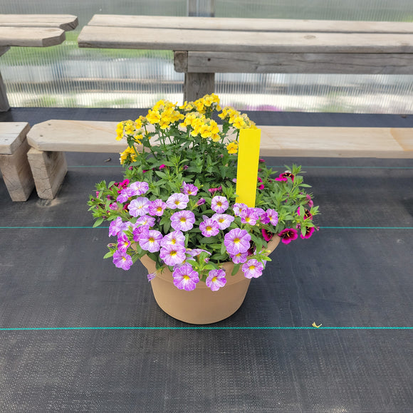 Trailing Mini Petunia – 10" Wide x 8" Tall Tan Plastic