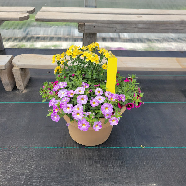 Trailing Mini Petunia – 10" Wide x 8" Tall Tan Plastic