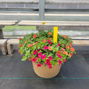 Trailing Mini Petunia – 14" Wide x 11" Tall Tan Plastic-1