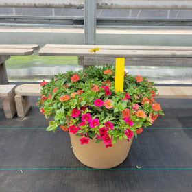 Trailing Mini Petunia – 14" Wide x 11" Tall Tan Plastic