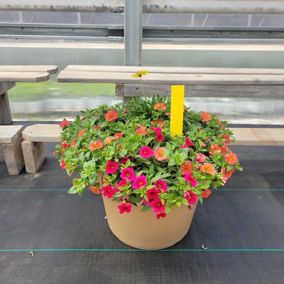 Trailing Mini Petunia – 14" Wide x 11" Tall Tan Plastic