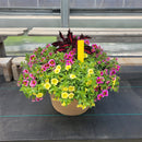 Trailing Mini Petunia – 14" Wide x 11" Tall Tan Plastic-2