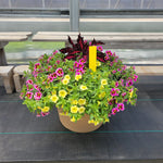 Trailing Mini Petunia – 14" Wide x 11" Tall Tan Plastic