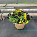 Trailing Mini Petunia – 12" Wide x 9" Tall Tan Plastic Pot-1