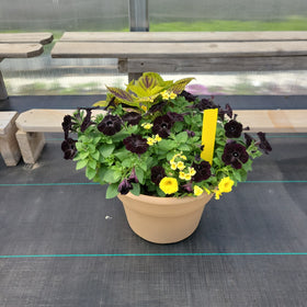 Trailing Mini Petunia – 12" Wide x 9" Tall Tan Plastic Pot