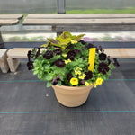 Trailing Mini Petunia – 12" Wide x 9" Tall Tan Plastic Pot
