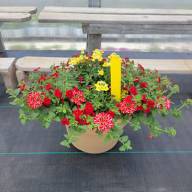 Trailing Mini Petunia – 12" Wide x 9" Tall Tan Plastic Pot - 0
