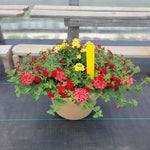 Trailing Mini Petunia – 12" Wide x 9" Tall Tan Plastic Pot