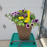 Trailing Petunia - 12" Wide x 16" Tall Fiber Pot
