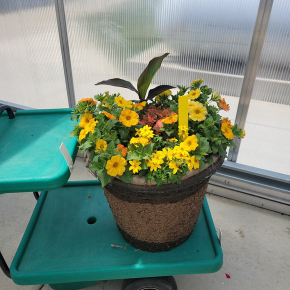 Trailing Petunia - 18" Wide x 16" Tall Fiber Pot