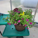 Trailing Petunia - 18" Wide x 16" Tall Fiber Pot-2