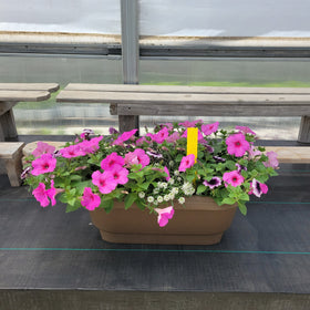 Trailing Petunia - 24" Long Deck Rail Planter
