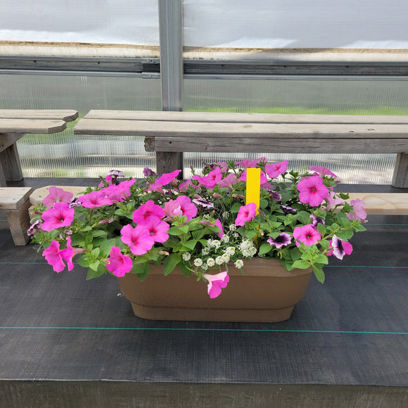Trailing Petunia - 24" Long Deck Rail Planter