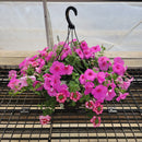 Trailing Petunia Hanging Basket - 12" Diameter-1