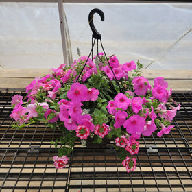Trailing Petunia Hanging Basket - 12" Diameter