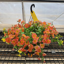 Trailing Petunia Hanging Basket - 12" Diameter-2