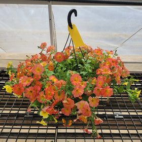 Trailing Petunia Hanging Basket - 12" Diameter - 0