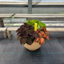 Coleus (Sun) - 14" Wide x 10" Tall Tan Plastic Pot-1