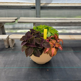 Coleus (Sun) - 14" Wide x 10" Tall Tan Plastic Pot