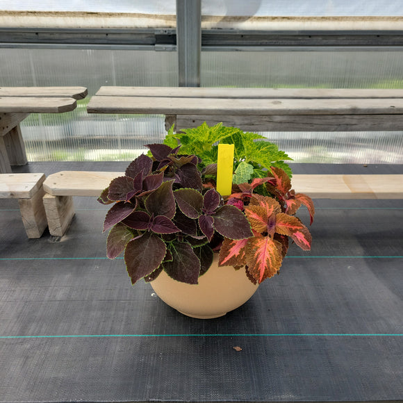 Coleus (Sun) - 14" Wide x 10" Tall Tan Plastic Pot